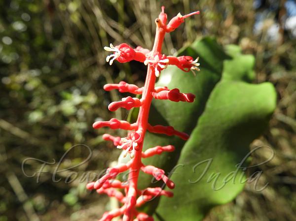 Red-Spike Mistletoe
